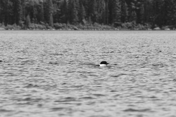 Parc Mauricie - 21 Juin 2025  N&B