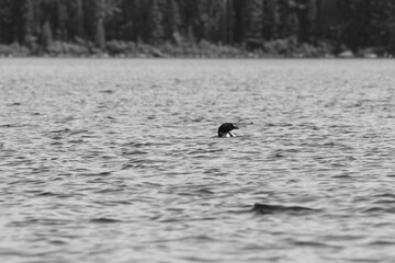 Parc Mauricie - 21 Juin 2025  N&B