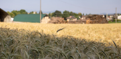 Single wheat ear standing tall above the crowd in golden harvest field - uniqueness and leadership concept