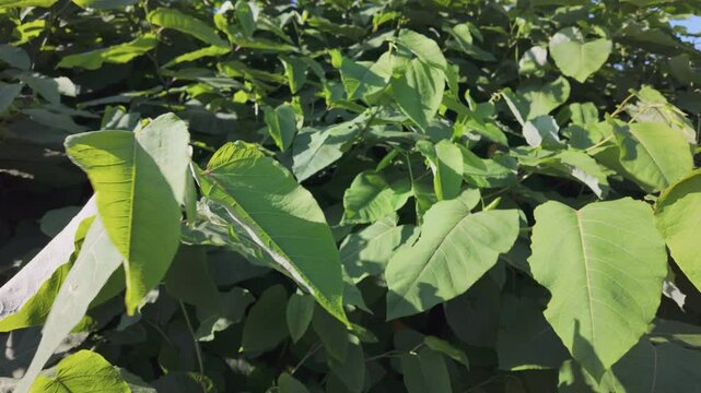 Reynoutria, knotweed, invasive plant, close up of plant leaves
