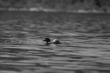 Parc Mauricie - 21 Juin 2025  N&B
