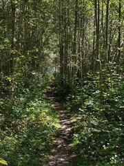 A collection of forest scenes capturing the diversity and atmosphere of wooded environments. From...