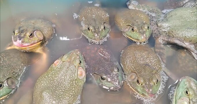 A group of American bullfrog