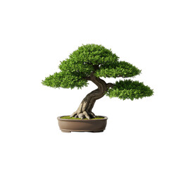 bonsai tree isolated on white background