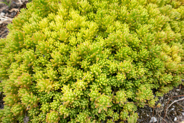 ホソバオウゴンマンネングサという植物の写真。多肉植物のイメージ。