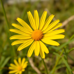 Obraz premium Golden Crownbeard (Also called Golden Crownbeard, Copen Daisy, golden crown beard) in the nature, Golden Crownbeard Flower closeup,Beautiful yellow flower closseup in nature Chakwal, Punjab, Pakistan