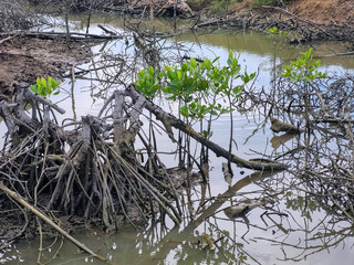 Illegal logging of mangrove trees around the Pamekasan river, Indonesia. mangrove tree damage. dry mangrove tree.