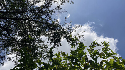 Vibrant blue sky lush green foliage tranquil nature scene