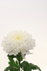 白バックに菊の花