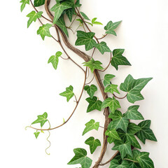 green leaves on white background