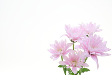 ピンクの花、白バック