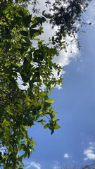 Lush green leaves and blue sky nature photography