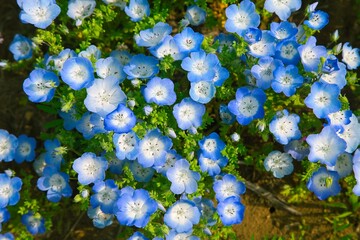 画面いっぱいのネモフィラ