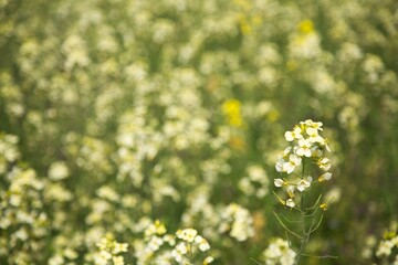 画面いっぱいの菜の花