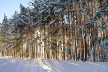 Obraz premium Winter pine forest with warm rays of the sun