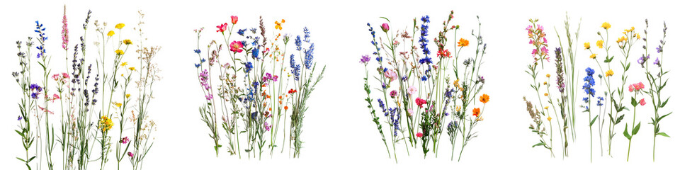 Naklejka premium set of Clusters of ornamental meadow grasses gently scattered with blooming flowers, on a transparent backgrounds