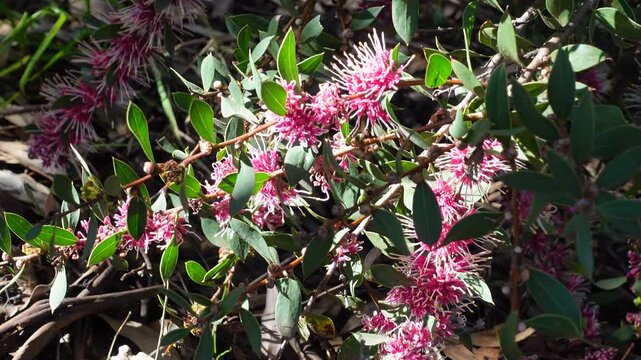 Hakeas in Australia common name as needle bush flowering native shrub in the extensive Proteaceae family, produces striking pink flowers.