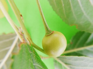 green cherry on a branch