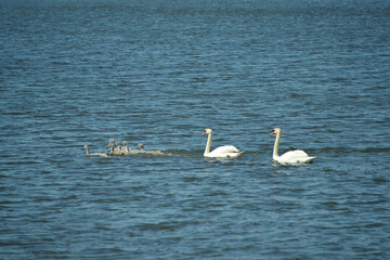 
family of a pair of white swans chicks on the river bank