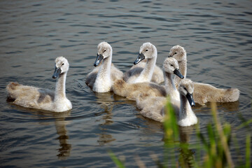 
a family of white swan chicks on the river bank