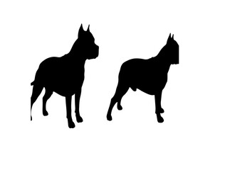 American Pit Bull Terrier in silhouette on white.