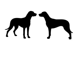 Armenian Gampr in silhouette on white background side views side.