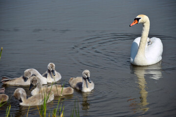 
family of a pair of white swans chicks on the river bank