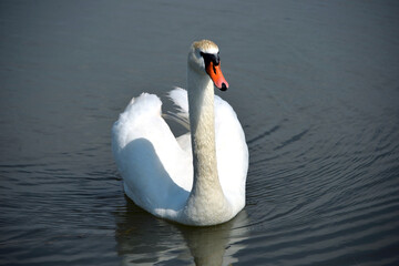 white swan big bird on river nature close up