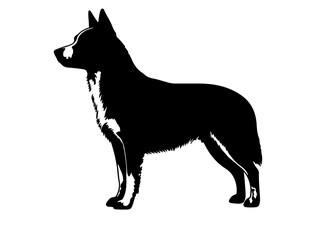 Australian Silky Terrierin dog silhouette on white background side view.