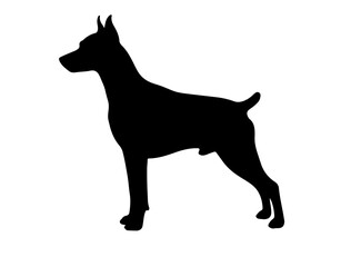 Australian Stumpy Tail Cattle Dog in silhouette on white background side views side.