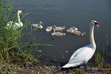 
family of a pair of white swans chicks on the river bank