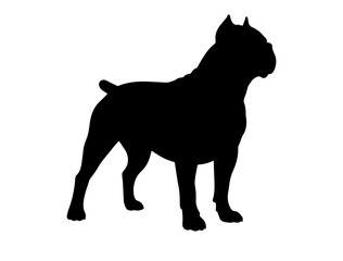  A black vector image of Alaskan Malamute on white background.