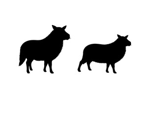 Appenzeller Sennenhund in silhouette white background.