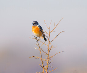 robin on branch