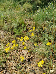 Yellow chamomile flowers growing in the field