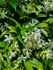 Confederate jasmine, trachelospermum jasminoides, showing its delicate white flowers