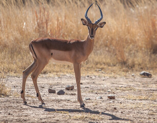impala antelope in kruger national park