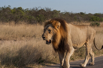 lion