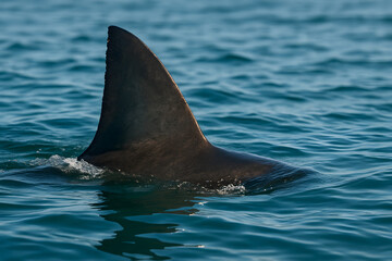 Fototapeta premium Large shark fin emerging from ocean surface, dark dorsal fin breaking blue sea water, danger alert concept, marine predator silhouette swimming in tropical ocean wildlife nature conservation 