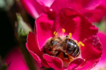 Biene sammelt Nektar auf Rosenblüte