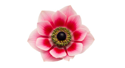 Pink Anemone Flower Close-Up isolated on transparent background