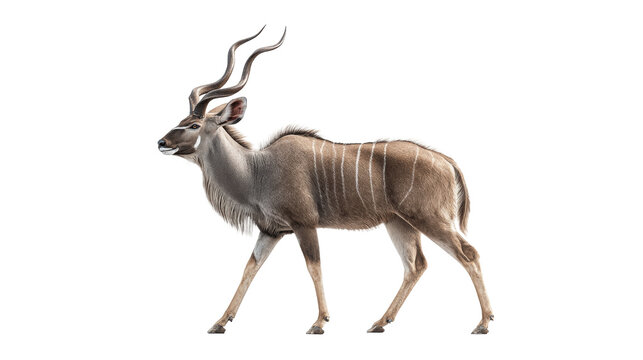 Greater kudu antelope side view isolated on transparent background