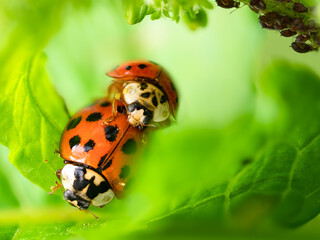 Ladybug Mating on Green Leaf in Close-Up