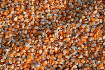 Fresh Corn on the Cob – Organic Sweet Maize with Husk

Yellow Corn Kernels Background – Natural Grain Texture for Food Concept