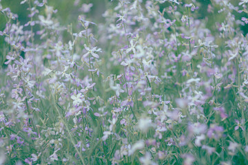oft-focus image of delicate pastel wildflowers blooming in a spring meadow. The photo has a dreamy,...