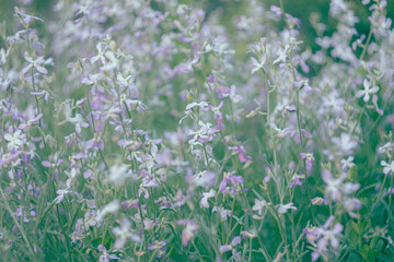 oft-focus image of delicate pastel wildflowers blooming in a spring meadow. The photo has a dreamy, meditative atmosphere with light green and lilac tones. Ideal for art prints