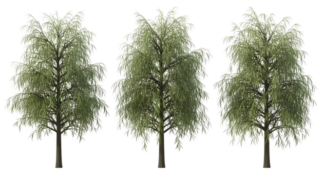 Weeping Willow Trees 3d rendered isolated on transparent background - Powered by Adobe
