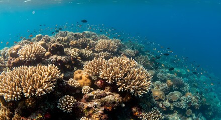 Fototapeta premium Coral reef, Coral, Reef, Vibrant Coral Reef with Tropical Fish