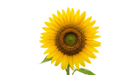 Obraz premium Sunflower head against black background isolated on transparent background