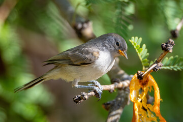 Juvenile immature verdin on a branch in a mesquite tree